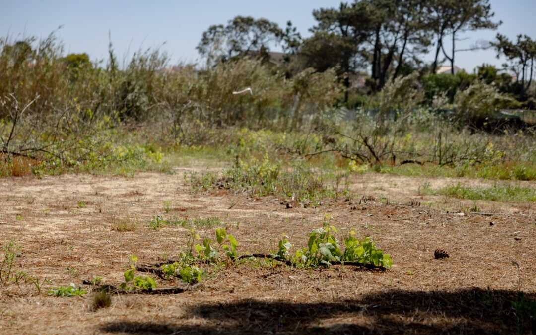 PÚBLICO: GNR suspende abate de árvores no Banzão, em Colares