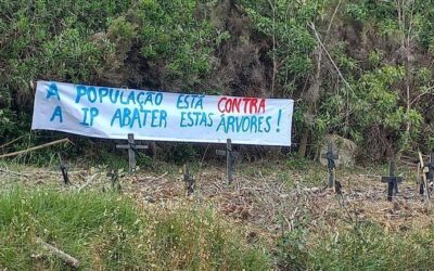 TV SINTRA: GNR Suspende Trabalhos de Empresa de Limpeza de Terrenos no Pinhal do Banzão, na Freguesia de Colares