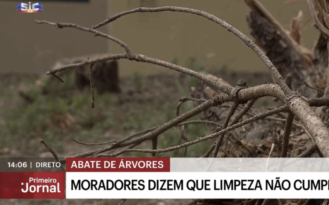 SIC NOTÍCIAS: Moradores acusam abate de árvores ilegal no Parque Natural Sintra-Cascais