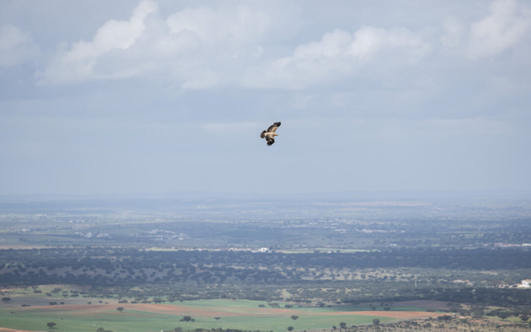 GREEN SAVERS: Ordem dos Biólogos contra integração do ICNF na Agência  Portuguesa do Ambiente