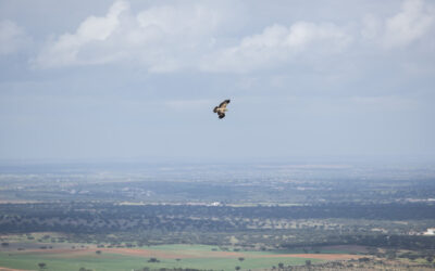 GREEN SAVERS: Ordem dos Biólogos contra integração do ICNF na Agência  Portuguesa do Ambiente
