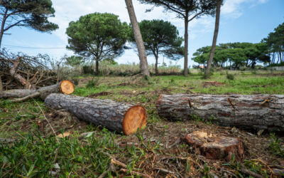 #LPP: Querem “arrasar tudo para construir”. Populares denunciam abates irregulares de árvores em Colares