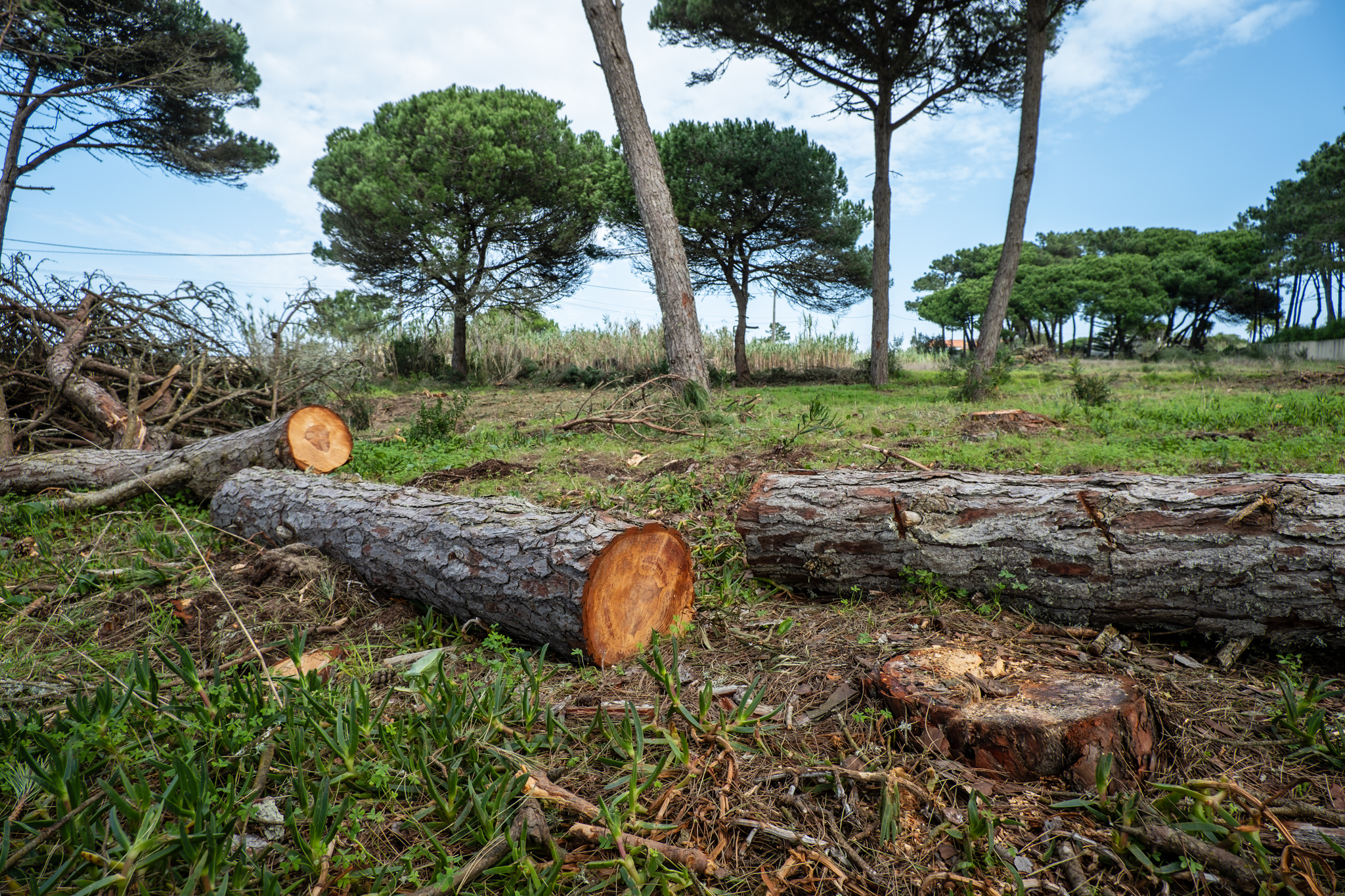 abatearvorescolares_01