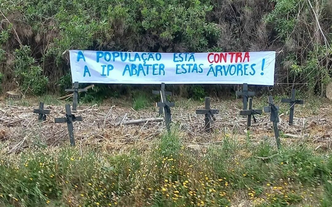TIMEOUT: “Abate abusivo” de árvores deixa Parque Natural de Sintra-Cascais de luto