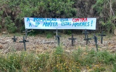 TIMEOUT: “Abate abusivo” de árvores deixa Parque Natural de Sintra-Cascais de luto