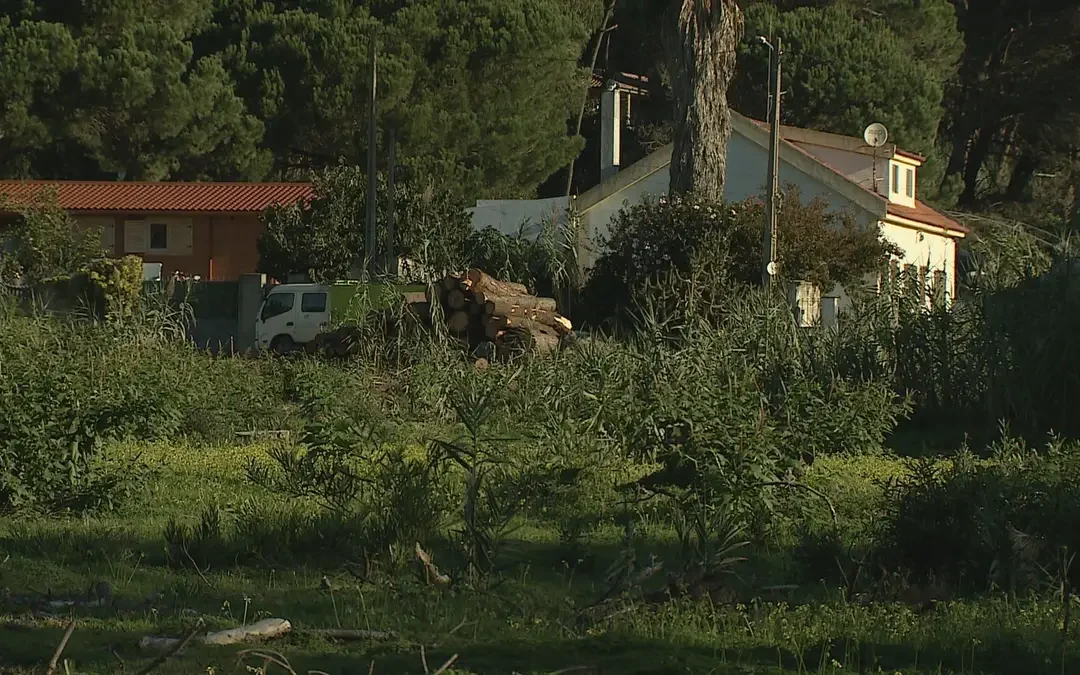 SIC NOTÍCIAS: Moradores denunciam corte ilegal de árvores no Parque natural Sintra-Cascais