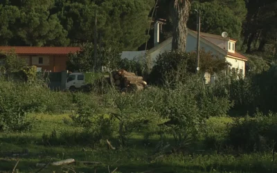 SIC NOTÍCIAS: Moradores denunciam corte ilegal de árvores no Parque natural Sintra-Cascais