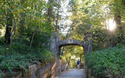 EXPRESSO: Onze veados vão ser libertados no Parque Natural Sintra-Cascais