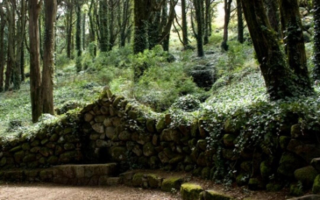 JORNAL DESPORTIVO: GNR suspende abate de árvores em Colares