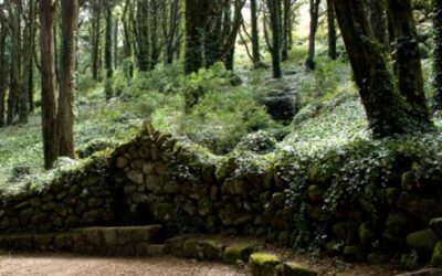 JORNAL DESPORTIVO: GNR suspende abate de árvores em Colares