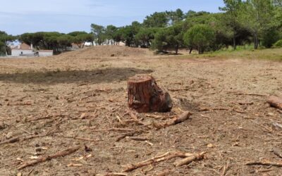 CIDADANIA LX: Abates no Parque Natural de Sintra-Cascais (Banzão, Praia das Maçãs) – Queixa ao Ministério Público
