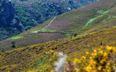 OBSERVADOR: Centenas de personalidades assinam carta aberta contra eventual extinção do Instituto de Conservação da Natureza