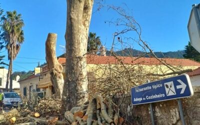 Público: Associação quer embargar corte de plátanos em Sintra que IP justifica por segurança