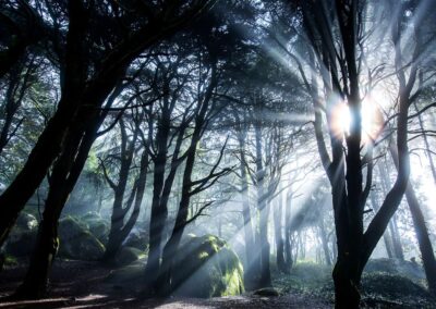 Petição Contra a Urbanização do Parque Natural de Sintra-Cascais