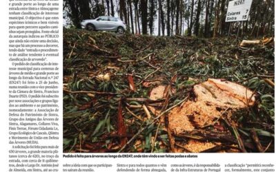 Público: População pede que árvores na estrada entre Sintra e Almoçageme sejam classificadas