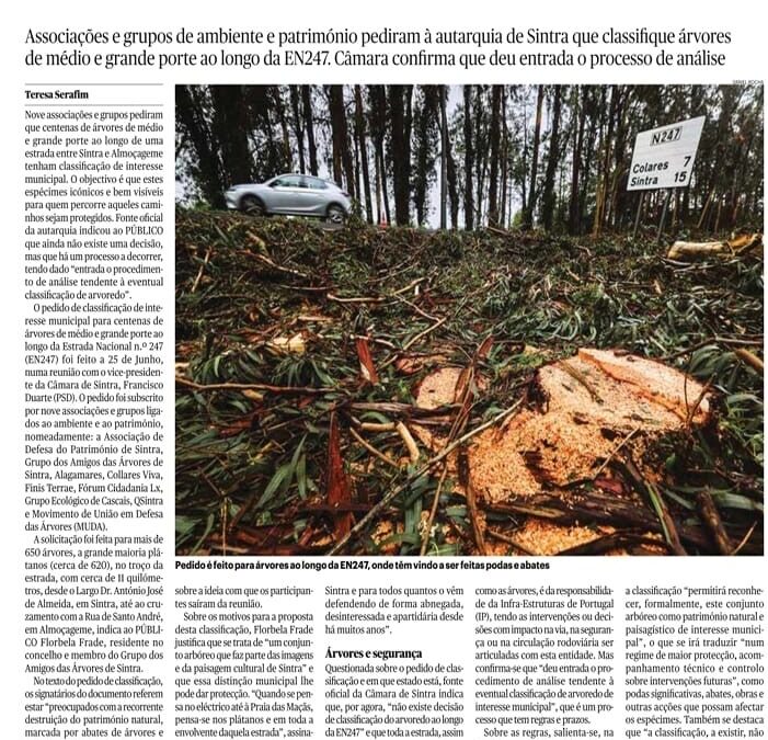 Público: População pede que árvores na estrada entre Sintra e Almoçageme sejam classificadas